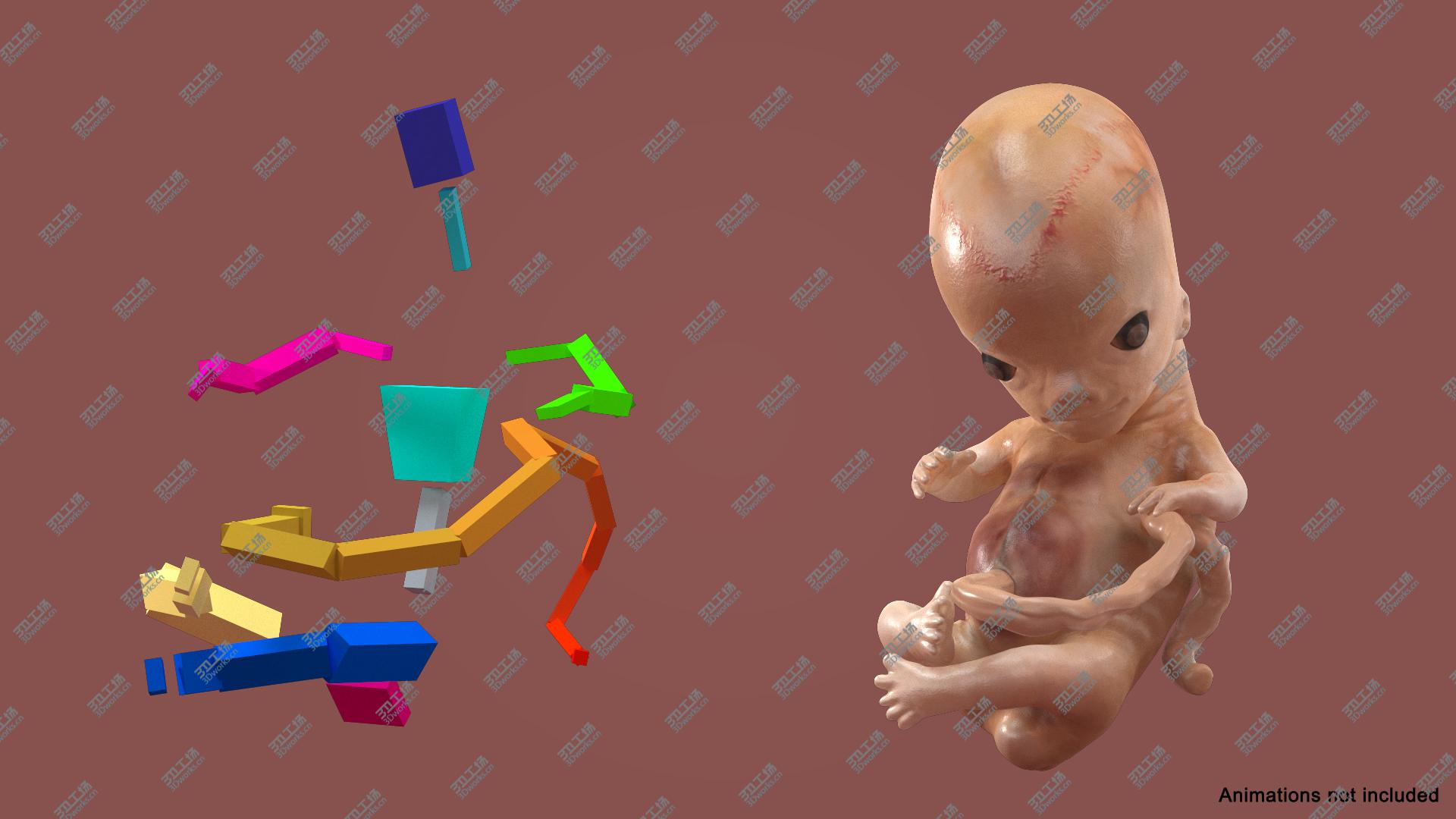 images/goods_img/202104091/3D model Human Embryo 8 Weeks Rigged/4.jpg